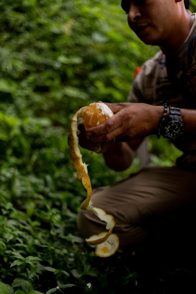 Minca Sintropia Sustainable Lodging Coffee and Reforestation